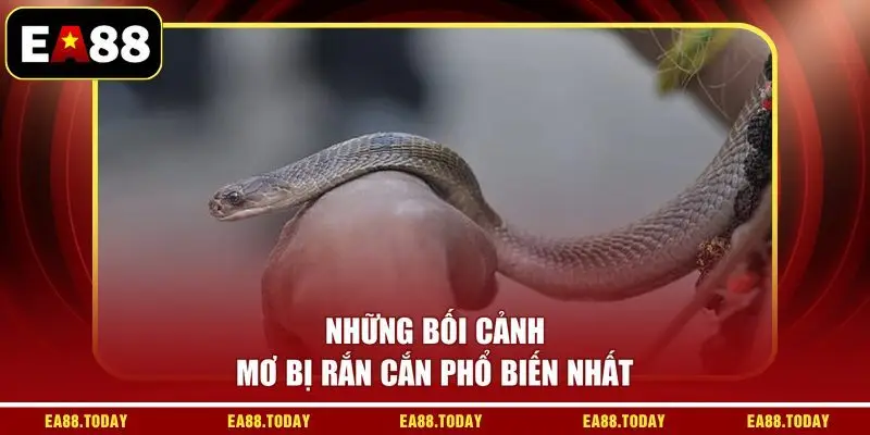 Những bối cảnh mơ bị rắn cắn phổ biến nhất